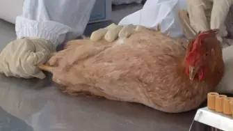 Brasil contuvo el brote de gripe aviar que lo obligó a suspender el mes pasado sus exportaciones de carne de pollo a China y otros países, anunció este miércoles el ministro de Agricultura.