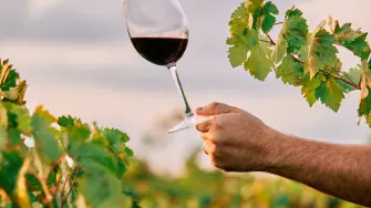 A vertical shot of a person holding a glass of wine in the vineyard under the sunlight