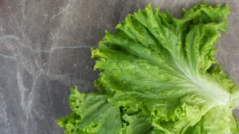 Té de lechuga