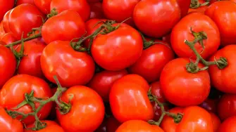 Tomate bola, cherry y saladette: los tres jitomates mexicanos más consumidos en Estados Unidos. Se cultivan en Sinaloa, Jalisco y Sonora y son clave en la dieta y economía binacional.

Para más información del tema, visita: https://www.eleconomista.com.mx/bistronomie/jitomates-mexicanos-comen-estados-unidos-tres-favoritos-20250723-769311.html

¡Síguenos en nuestras redes sociales para mantenerte informado!

Twitter: https://twitter.com/eleconomista 
Facebook: https://www.facebook.com/ElEconomista.mx
Instagram: https://www.instagram.com/eleconomistamx
LinkedIn: https://www.linkedin.com/company/el-economista/

#ElEconomista #EETV #Jitomate