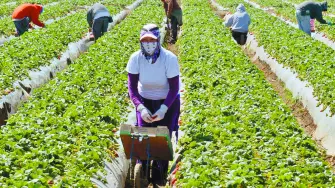 Migrant workers harvest strawberries at a farm near Oxnard, Calif. Ventura County is one of two counties where labor organizers hope to get a Bill of Rights passed to protect farm workers from abuse and wage theft.