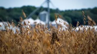 Campo de trigo en EU.