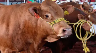 Producción de ganado de raza Limousin en Jalisco.