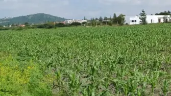 Campo en Querétaro.