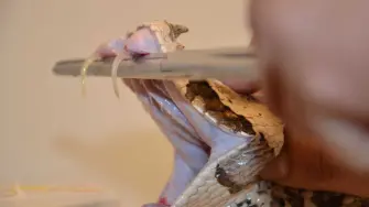 Extracción de veneno.