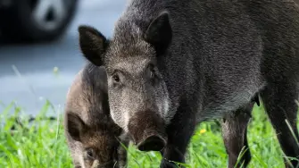Una familia de jabalíes busca comida junto a una carretera. Davide Zanin Photography/Shutterstock