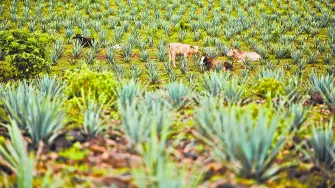 Impulsar productos verdes para pymes rurales y ganadería fortalece comunidades mexicanas.