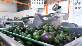 Foto: Gobierno de Michoacán