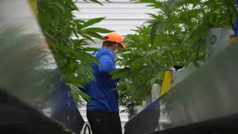 El presidente de Estados Unidos, Donald Trump, firmó un decreto el jueves para reclasificar la marihuana como una sustancia adictiva menos peligrosa, una decisión destinada a fomentar la investigación médica sin abrir de inmediato la puerta a una despenalización a nivel federal.

¡Síguenos en nuestras redes sociales para mantenerte informado!

Twitter: https://twitter.com/eleconomista
Facebook: https://www.facebook.com/ElEconomista.mx
Instagram: https://www.instagram.com/eleconomistamx
LinkedIn: https://www.linkedin.com/company/el-economista/

#ElEconomista #EETV