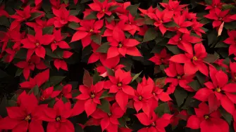 Foto: Cortesía Gobierno de Michoacán.