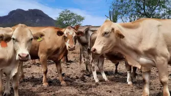 Se busca el fortalecimiento continuo de las acciones para detener el avance de la plaga.

Para más información del tema, visita: https://www.eleconomista.com.mx/empresas/nuevo-acuerdo-frenar-gusano-barrenador-tamaulipas-veracruz-20260111-794751.html 

¡Síguenos en nuestras redes sociales para mantenerte informado!

Twitter: https://twitter.com/eleconomista 
Facebook: https://www.facebook.com/ElEconomista.mx
Instagram: https://www.instagram.com/eleconomistamx
LinkedIn: https://www.linkedin.com/company/el-economista/

#ElEconomista #GusanoBarrenador