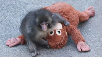 Una cría de macaco se ha convertido en una estrella de las redes sociales, meses después de ser abandonado por su madre.

¡Síguenos en nuestras redes sociales para mantenerte informado!

Twitter: https://twitter.com/eleconomista 
Facebook: https://www.facebook.com/ElEconomista.mx
Instagram: https://www.instagram.com/eleconomistamx
LinkedIn: https://www.linkedin.com/company/el-economista/

#ElEconomista #Punch