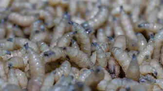 Los casos más recientes se presentaron en Pihuamo, ecalitlán, Cuautitlán de García Barragán, Santa María del Oro y Encarnación de Díaz.

Para más información del tema, visita: https://www.eleconomista.com.mx/estados/jalisco-reporta-seis-casos-activos-gusano-barrenador-ganado-20260225-801656.html

¡Síguenos en nuestras redes sociales para mantenerte informado!

Twitter: https://twitter.com/eleconomista 
Facebook: https://www.facebook.com/ElEconomista.mx
Instagram: https://www.instagram.com/eleconomistamx
LinkedIn: https://www.linkedin.com/company/el-economista/

#ElEconomista #GusanoBarrenador