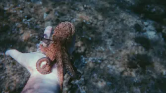 Pulpo
