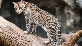 El proyecto favor de la conservación del Ocelote.