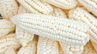 Texto alternativo automático