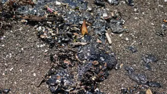 Crude oil slicks are pictured on a beach in Alvarado, Veracruz state, Mexico on March 24, 2026. Mexican authorities and local residents have removed more than 30 tons of "contaminated material" from beaches in the state of Veracruz (in eastern Mexico) following an oil spill reported in early March 2026, the Navy Secretariat announced on March 24. (Photo by Victoria RAZO / AFP)
