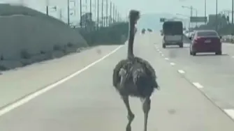 Un avestruz se fugó de su "hogar" de adopción y corrió desbocado por una concurrida autopista tailandesa el martes, antes de ser devuelto sano y salvo a su corral en una cafetería temática de animales.

¡Síguenos en nuestras redes sociales para mantenerte informado!

Twitter: https://twitter.com/eleconomista 
Facebook: https://www.facebook.com/ElEconomista.mx
Instagram: https://www.instagram.com/eleconomistamx
LinkedIn: https://www.linkedin.com/company/el-economista/

#ElEconomista #Tailandia
