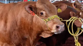 Empresarios del sector cárnico de Estados Unidos demandaron que México reanude la exportación de ganado en pie a su mercado y aceleren sus envíos de carne de res procesada (cortes con valor agregado), frente al panorama de producción en mínimos históricos.

Para más información del tema, visita: https://www.eleconomista.com.mx/empresas/piden-eu-reanuden-envios-reses-mexicanas-20260417-809183.html

¡Síguenos en nuestras redes sociales para mantenerte informado!

Twitter: https://twitter.com/eleconomista 
Facebook: https://www.facebook.com/ElEconomista.mx
Instagram: https://www.instagram.com/eleconomistamx
LinkedIn: https://www.linkedin.com/company/el-economista/

#ElEconomista #Exportación #Ganado