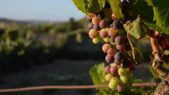 Donde la viña tiene memoria