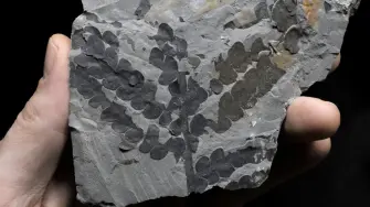 Varios nuevos fósiles de plantas del actual río Jordán retrasan las edades de importantes linajes de plantas de semillas, lo que sugiere que sobrevivieron a la extinción masiva al final del Pérmico.
