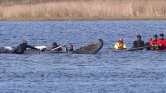 Varias personas se encuentran cerca de una ballena jorobada varada, intentando salvarla.