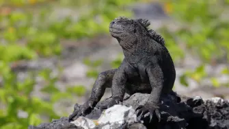 La policía de Ecuador detuvo a tres tailandeses por el presunto tráfico ilegal de 12 iguanas marinas de Galápagos, una especie endémica del archipiélago Patrimonio Natural de la Humanidad, informó el miércoles el Ministerio de Energía y Ambiente.