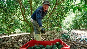 Producción de aguacate.