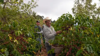 productores-cafe