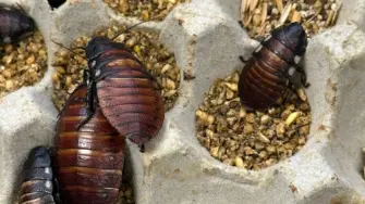 Agentes de protección de la vida silvestre desmantelaron cerca de Sídney una granja clandestina de más de 100.000 cucarachas, con un valor estimado de más de 140.000 dólares, anunció el viernes el Ministerio de Medio Ambiente de Australia.

¡Síguenos en nuestras redes sociales para mantenerte informado!