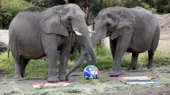 Elefantes juegan durante una actividad de enriquecimiento ambiental, prediciendo el resultado del partido de futbol entre México y Sudáfrica de la Copa Mundial de la FIFA