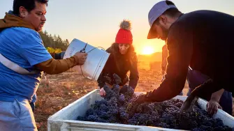 Vinos de Oregon y Washington: el secreto del Pacífico estadounidense que ya se bebe en México