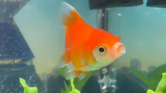 En Toronto, Canadá, un pez dorado llamado Oranda Goldfish Swimbappe se volvió viral por predecir diariamente los resultados del Mundial 2026. Su pecera, convertida en cancha de futbol, ya atrae a cientos de aficionados curiosos.