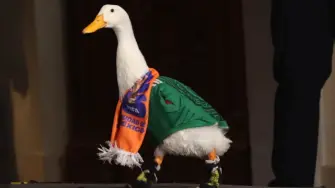 Pato Merlín-registro Marca
