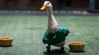 Merlin the Duck, el pato que se volvió viral durante las celebraciones del Mundial 2026, fue invitado a Palacio Nacional por Claudia Sheinbaum. Su historia sigue conquistando a México… y hasta revelaron que los domingos come tacos de carnitas.

¡Síguenos en nuestras redes sociales para mantenerte informado!