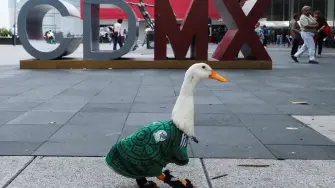 El pato Merlín fue nombrado "embajador" de la FIFA en México, apareció en medios de comunicación y hasta en las redes sociales de la selección mexicana.