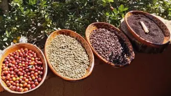 Etapas de elaboración del café.