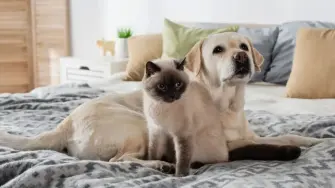 ¿Piensas adoptar un perro o gato? Te decimos cuáles son los 3 gastos clave que debes presupuestar para cuidar tus finanzas y evitar deudas.