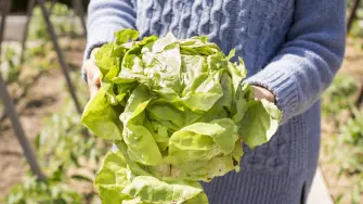 Granjas de lechuga