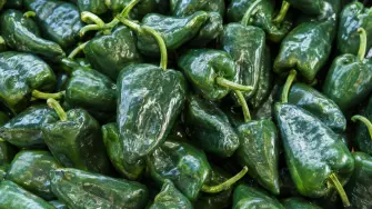Chile Poblano para Chile en nogada