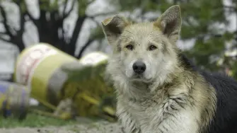 Perros, gatos, tortugas y hasta un chivo... cientos de mascotas rescatadas de los escombros tras el doble terremoto en Venezuela permanecen en refugios temporales, a la espera de reencontrarse con sus antiguos dueños o sus nuevos amos adoptivos.