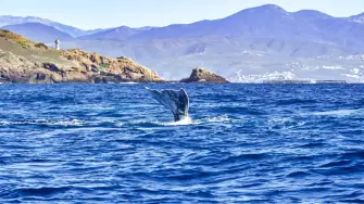Avistamiento del tiburón ballena en Baja California