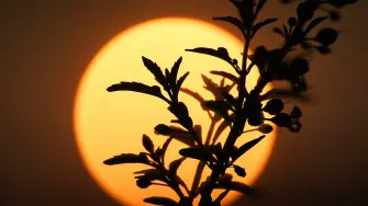 ¿Qué le pasa realmente a la Tierra durante un eclipse solar total? 

