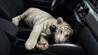 La tigresa de Bengala blanca fue resguardada tras ser localizada dentro de una camioneta en Iztapalapa.
