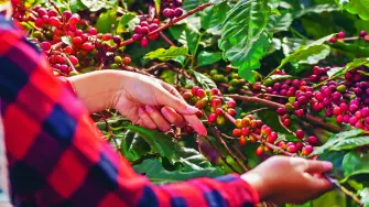 Las exportaciones de café colombiano se suspendieron temporalmente desde el puerto de Buenaventura, en el océano Pacífico, por inspecciones de la infraestructura de la terminal y bloqueos de la carretera de acceso, después del terremoto de 7,4 grados de magnitud, informó el miércoles el gerente de la Federación Nacional de Cafeteros, Germán Bahamón.