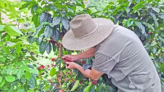 La normalización de la logística del café en Colombia, con la reanudación del flujo de granos hacia un puerto exportador clave y, desde allí, hacia los mercados de exportación, podría tardar dos semanas, mientras que la reparación de las instalaciones de procesamiento podría llevar más tiempo, dijeron el viernes operadores del mercado.

Para más información del tema, visita:https://www.eleconomista.com.mx/internacionales/reanudacion-flujo-cafe-colombiano-tardaria-semanas-procesamiento-vio-afectado-20260814-828354.html 

Twitter: https://twitter.com/eleconomista 
Sitio web: https://www.eleconomista.com.mx/ 
Facebook: https://www.facebook.com/ElEconomista.mx 
Instagram: https://www.instagram.com/eleconomistamx 

#ElEconomista #EETV #Internacionales