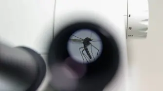 Un caso de infección por el virus del Nilo Occidental se ha detectado en Países Bajos por primera vez desde 2020, informó este lunes el Instituto Nacional de Salud Pública y Medio Ambiente del país.

Para más información del tema, visita: https://www.eleconomista.com.mx/internacionales/paises-bajos-registra-primer-caso-6-anos-infeccion-virus-nilo-occidental-20260817-828614.html 

Twitter: https://twitter.com/eleconomista 
Sitio web: https://www.eleconomista.com.mx/ 
Facebook: https://www.facebook.com/ElEconomista.mx 
Instagram: https://www.instagram.com/eleconomistamx 

#ElEconomista #EETV #Geopolitica