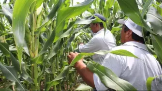 Hidalgo y Chiapas encabezan el dinamismo económico del país con tasas superiores al 3% anual, seguidos de Colima y Tamaulipas.
