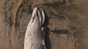 Una ballena de unos 12 metros de largo apareció muerta en una playa del Pacífico mexicano, en la zona fronteriza con Estados Unidos, informaron el martes autoridades de México.

¡Síguenos en nuestras redes sociales para mantenerte informado! 

Twitter: https://twitter.com/eleconomista 
Sitio web: https://www.eleconomista.com.mx/ 
Facebook: https://www.facebook.com/ElEconomista.mx 
Instagram: https://www.instagram.com/eleconomistamx 

#ElEconomista #EETV #AFP