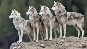 La orden de Trump instruye revisar si la especie cumple los criterios de recuperación para reducir o retirar su protección federal, en medio de medidas para apoyar a los ganaderos estadounidenses